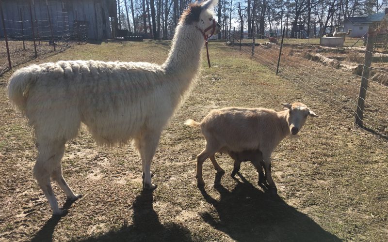 llama goat and kid